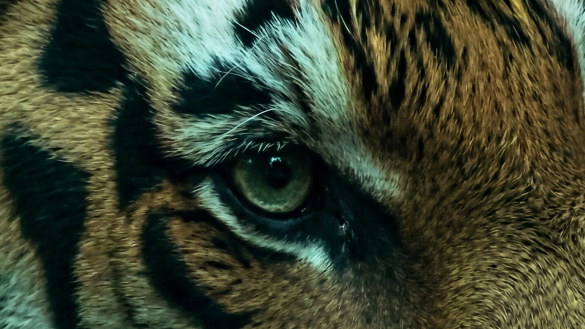 Close-up tiger eye from the AI Jungle visual identity
